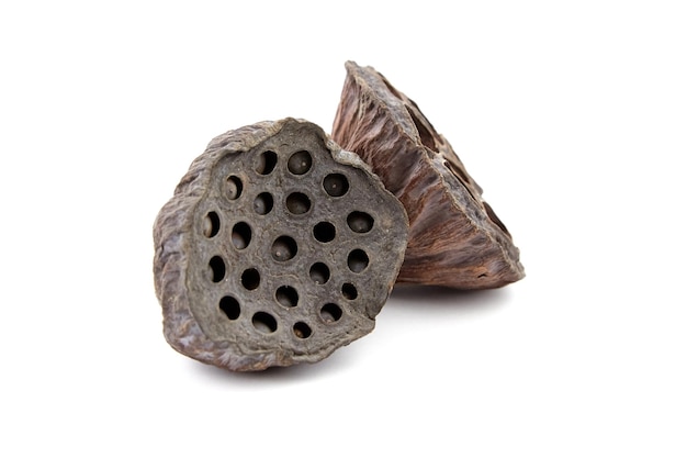 Dried lotus flower seed pods isolated on white