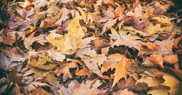 Photo dried maple leaves background