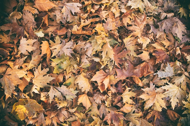 Photo dried maple leaves background