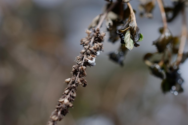 dried mint in winter with blurred background