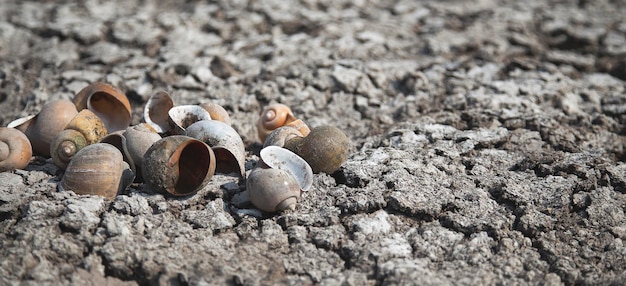 Dried molluscs on dry and cracked ground, global warming, environmental impacts