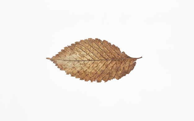 Dried natural transparent leaf isolated on white background