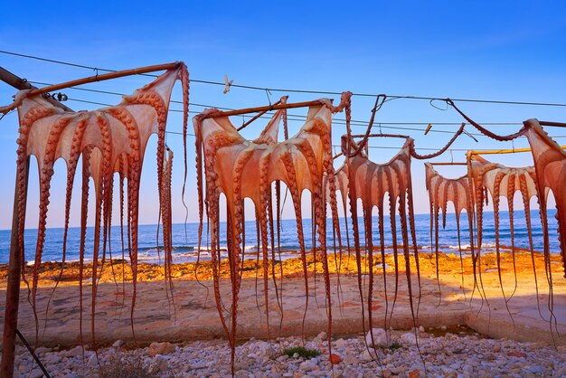 Dried octopus at Mediterranean Spain