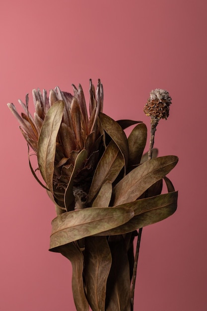 Dried old flower on pink background