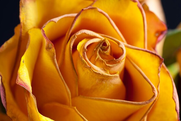 Dried orange rose, beautiful orange rose to dry for use as decoration