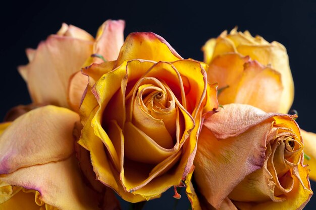 Сушеная оранжевая роза, красивая оранжевая роза для сушки для использования в качестве украшения