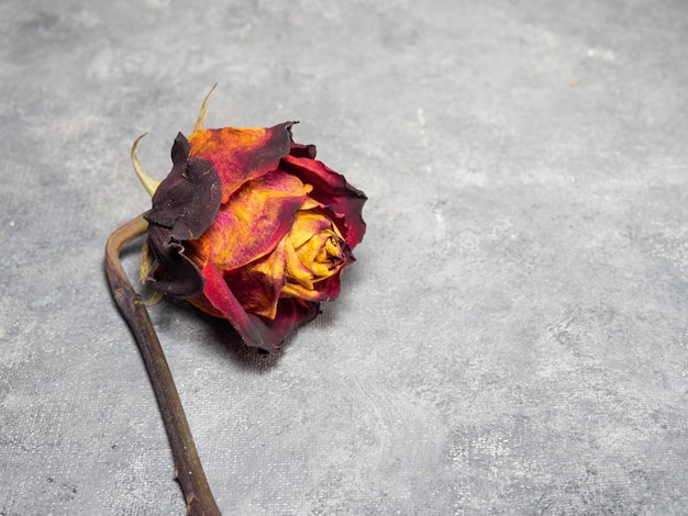 Photo dried orange rose on a black background one flower is on the table