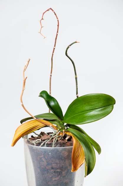 Dried orchid roots and yellowed leaves