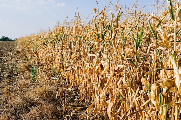 Campo di grano secco in germania autunno giornata di sole cielo blu