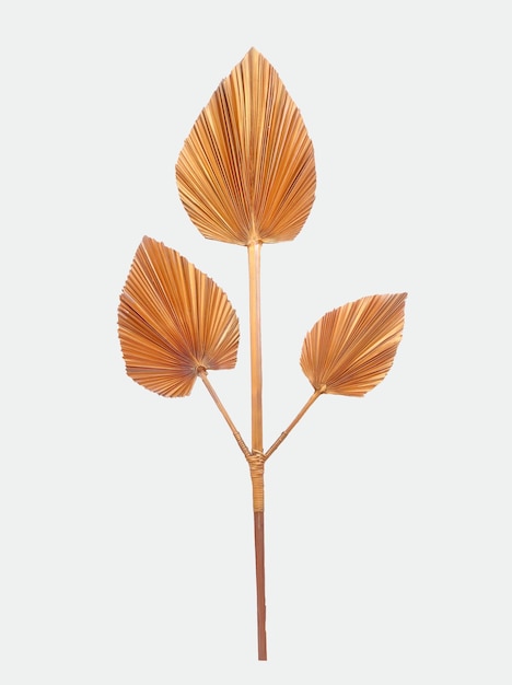 dried palm leaves are used for interior decoration on white background