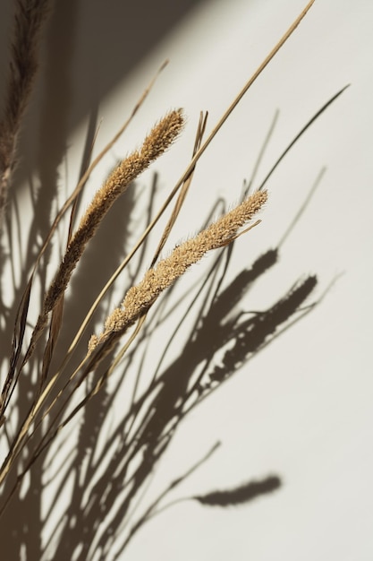 Букет из сушеной пампасной травы с тенями на стене Силуэт в солнечном свете Эстетическая минимальная цветочная композиция