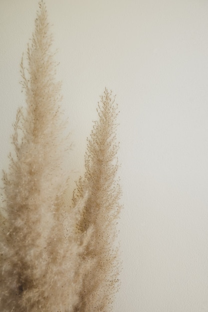 Photo dried pampas grass reed plume stem decorative feather flower arrangement  copy space