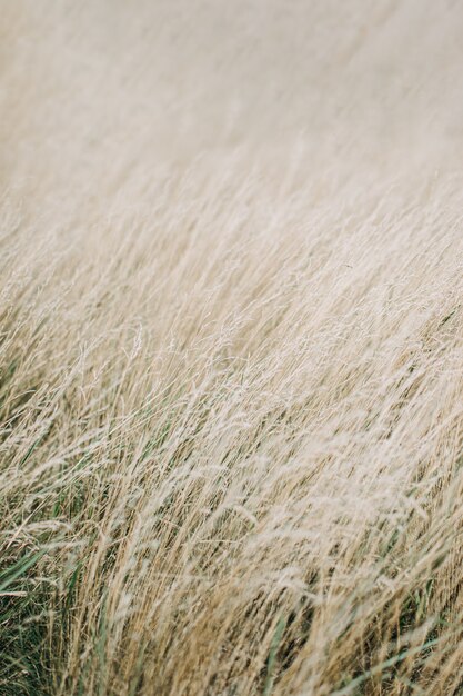 乾燥した穂草のテクスチャの背景。ソフトベージュの乾燥した牧草地。抽象的な自然な最小限、トレンド、スタイリッシュな垂直背景