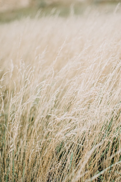 Dried panicle grass texture background soft beige dried meadow grass abstract natural minimal trend