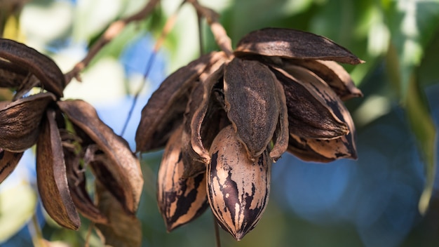 Dried pecan nuts on the tree autumn in Israel