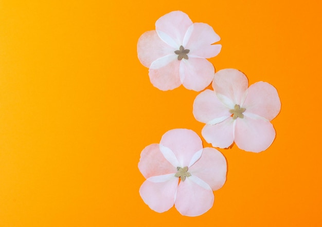 Dried peony petals on on yellow background