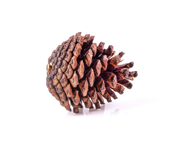 Dried pine cones isolated on white background