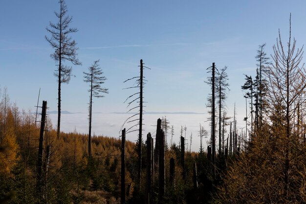 Dried pines and fallen trees in Vysoke Tatry High Tatra Mountains the mountain range and national park in Slovakia