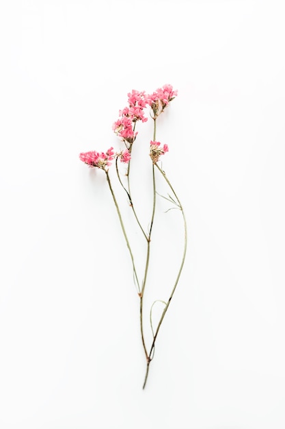 Photo dried pink flower isolated on white background.