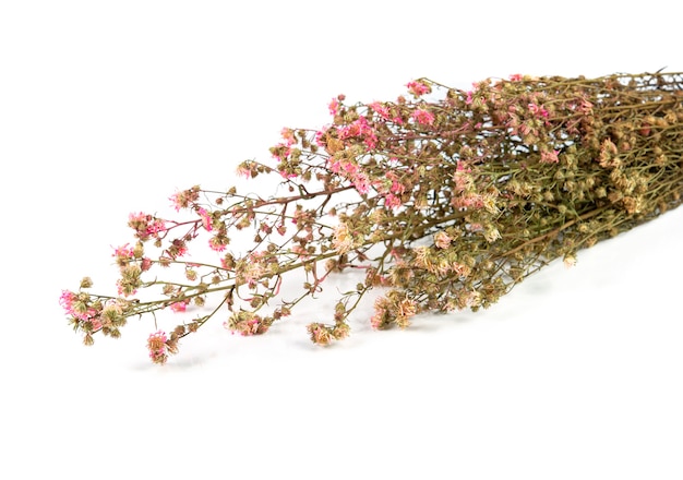 Dried pink flowers isolated on white background.