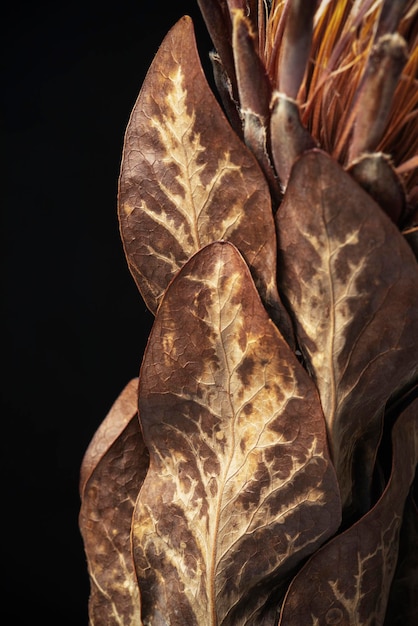 Dried pink protea with leaves on a black background