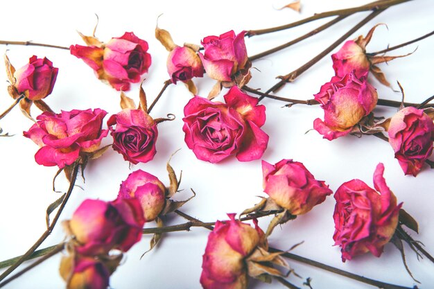 Dried pink rose buds top view