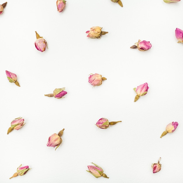 Dried pink rose flower buds close up on white