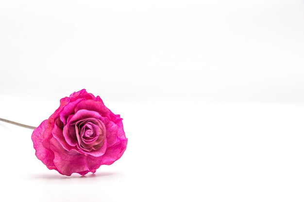 Dried pink rose flower isolated