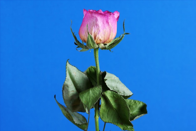 Dried pink rose