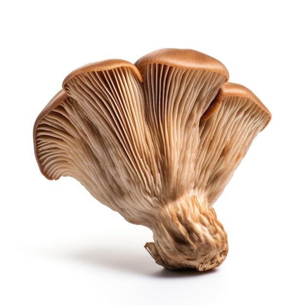 Photo dried pioppino mushroom isolated