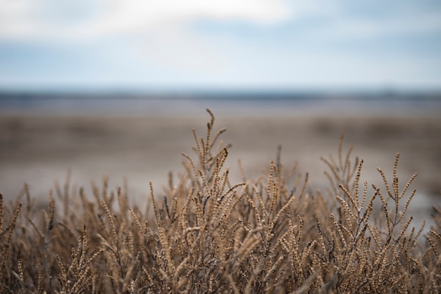 Dried plant on the shore of a dried lake. background. copy space