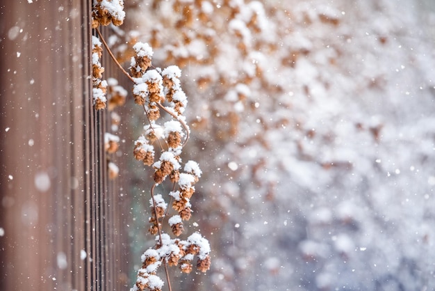 Dried plants on the fence in the winter garden under the snow