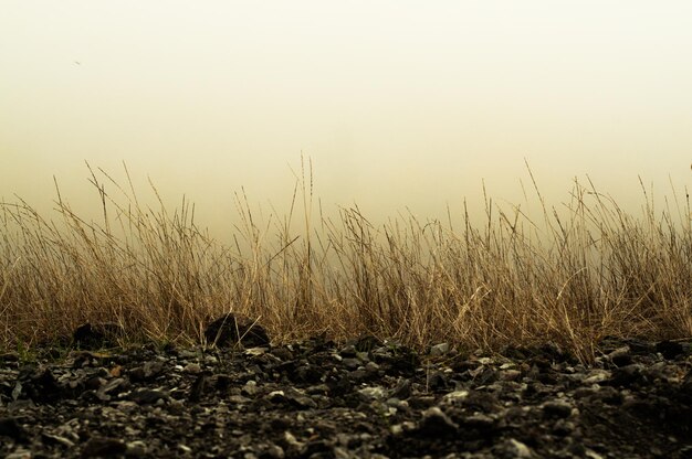 Photo dried plants on field in foggy weather during sunrise