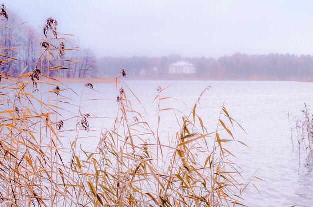 Dried plants on lake shore