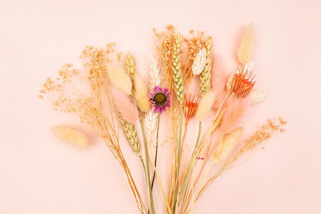 Dried plants on pink pastel background close up