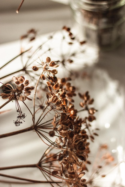 Photo dried plants on white table stock photo