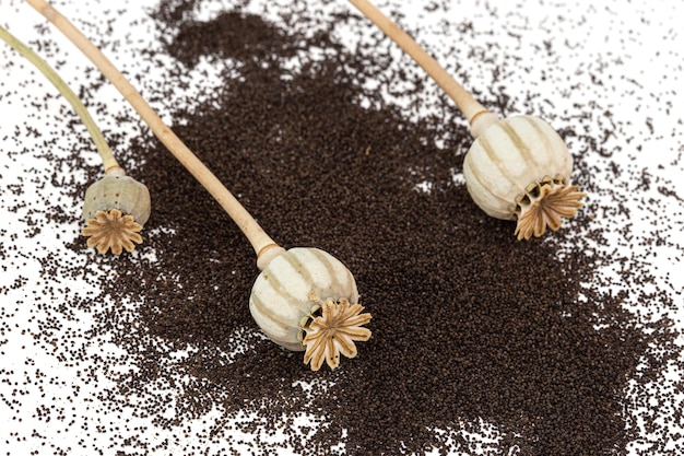 Dried poppy boxes and spilled seeds isolated on white background