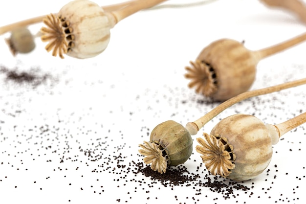 Dried poppy boxes and spilled seeds isolated on white background