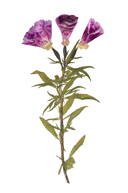 Dried and pressed flowers Herbarium of purple flowers Godetia flower isolated