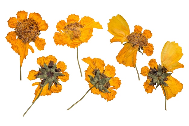 Dried and pressed the spring wild flowers isolated on white background Herbarium of yellow flowers