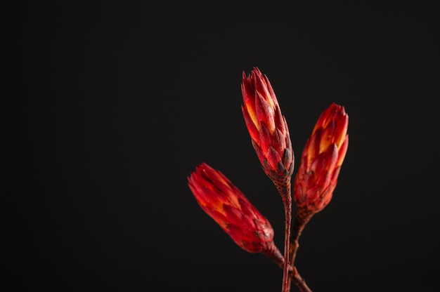 Protea secco su uno sfondo scuro