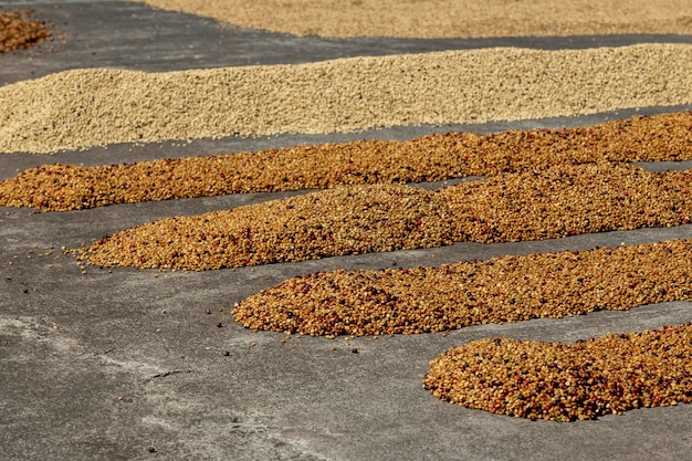 Dried raw coffee seed among the sun light in the morning Coffee farm Boquete Panama