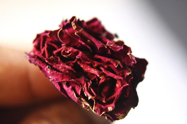 Dried red rose flower