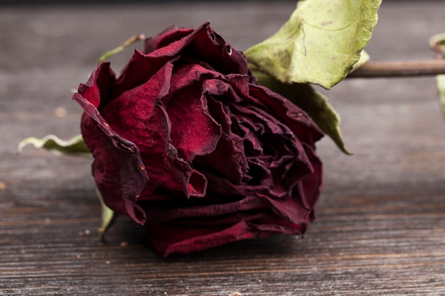 Photo dried red rose