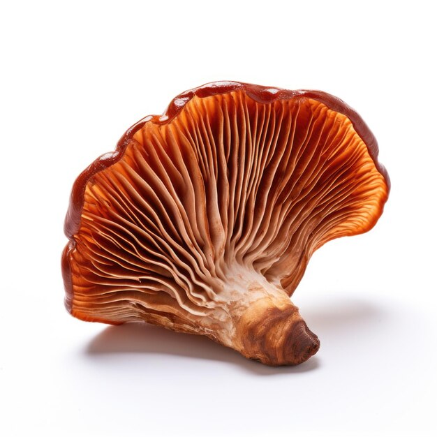 Photo dried reishi mushroom isolated