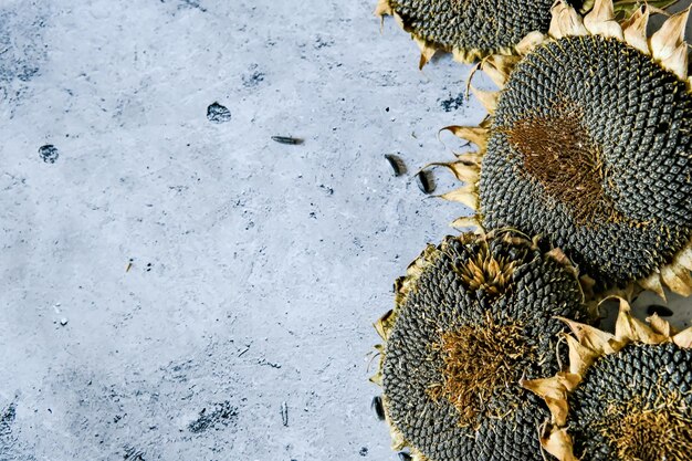 Dried ripe sunflowers on a sunflower field in anticipation of the harvest field crops and beautiful sky