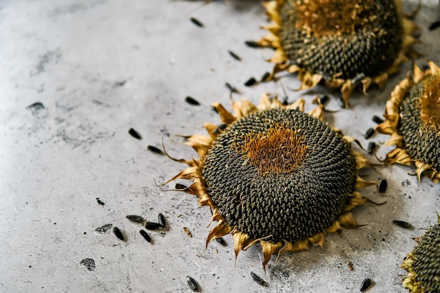 Dried ripe sunflowers on a sunflower field in anticipation of the harvest field crops and beautiful sky