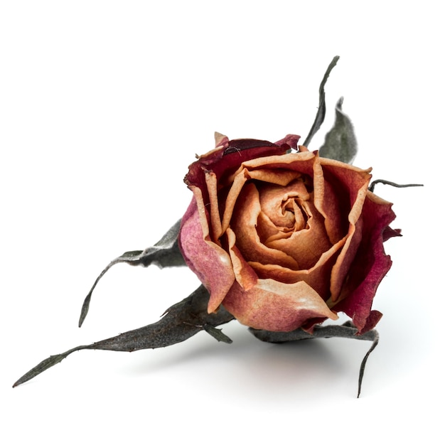 dried rose flower head isolated on white background cutout