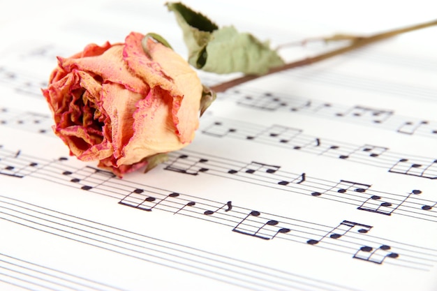 Foto fiore di rosa essiccato sul primo piano del libro di musica