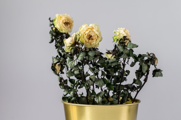 Dried rose in a gold pot